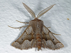 Drepanogynis figurata