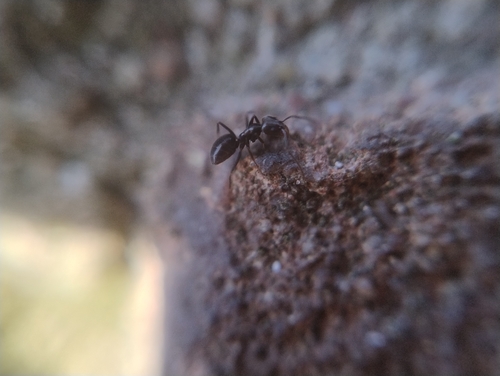 Tapinoma darioi
