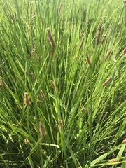 Eleocharis limosa