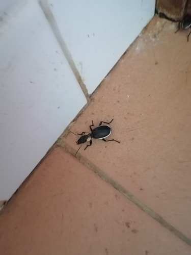 Common Oogpister photo 5