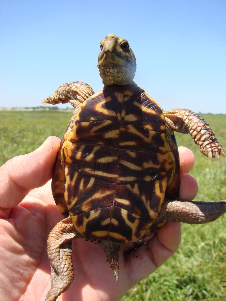 Plains Box Turtle in July 2008 by theo_witsell. Unplowed tallgrass ...