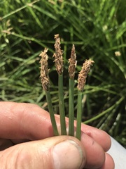 Eleocharis limosa
