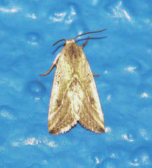 Micrathetis tecnion