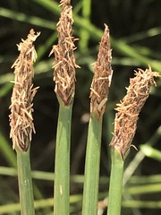 Eleocharis limosa