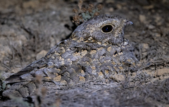 Sykes's Nightjar photo 4