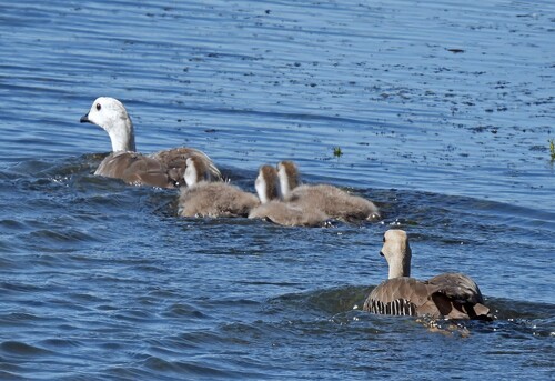 Upland Goose (Chloephaga picta), photo 4