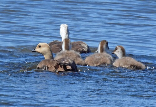 Upland Goose (Chloephaga picta), photo 5