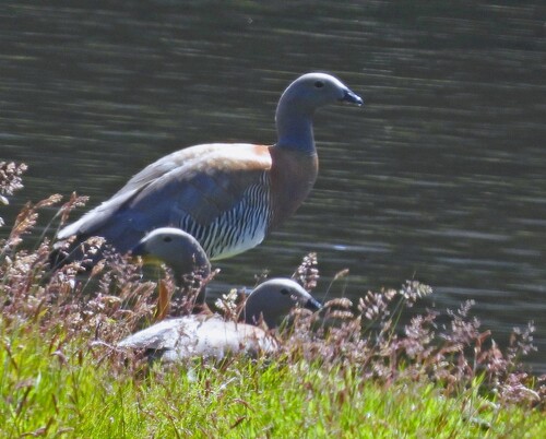Ashy-headed Goose (Chloephaga poliocephala), photo 7