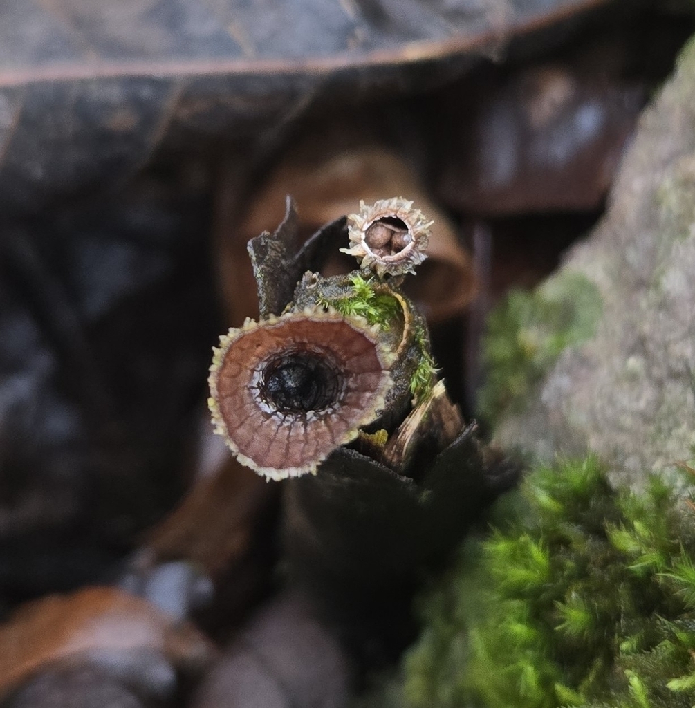 Cyathus striatus · February 2026 · photo: © benfungi (iNaturalist, cc-by)