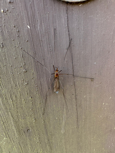 Unknown species found near Lake Apopka Restoration Area Trail, Clermont, FL, US