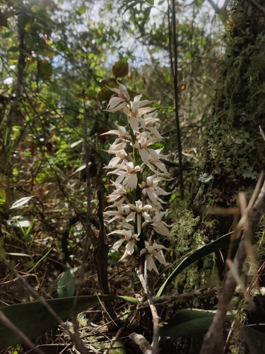 Epidendrum papilio Lindl. 2