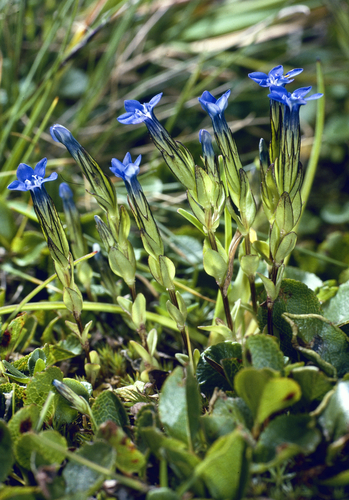 Alpine gentian (Gentiana nivalis)