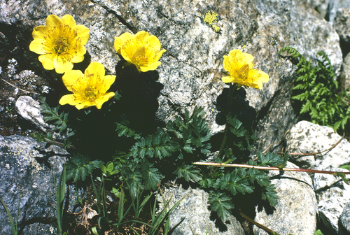 creeping avens (Geum reptans)