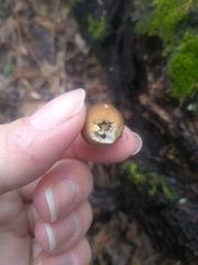 Apioperdon pyriforme