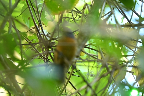 Rufous-breasted Wren (Pheugopedius rutilus), photo 9