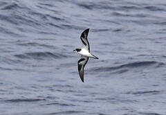 Bonin Petrel photo 3