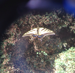 Papilio multicaudata