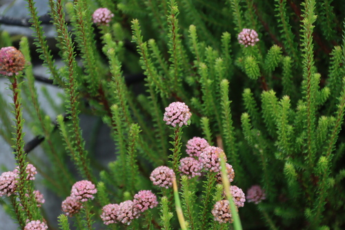 Marshmallow Snakebush (Stoebe rosea)