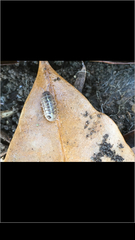 Armadillidium vulgare