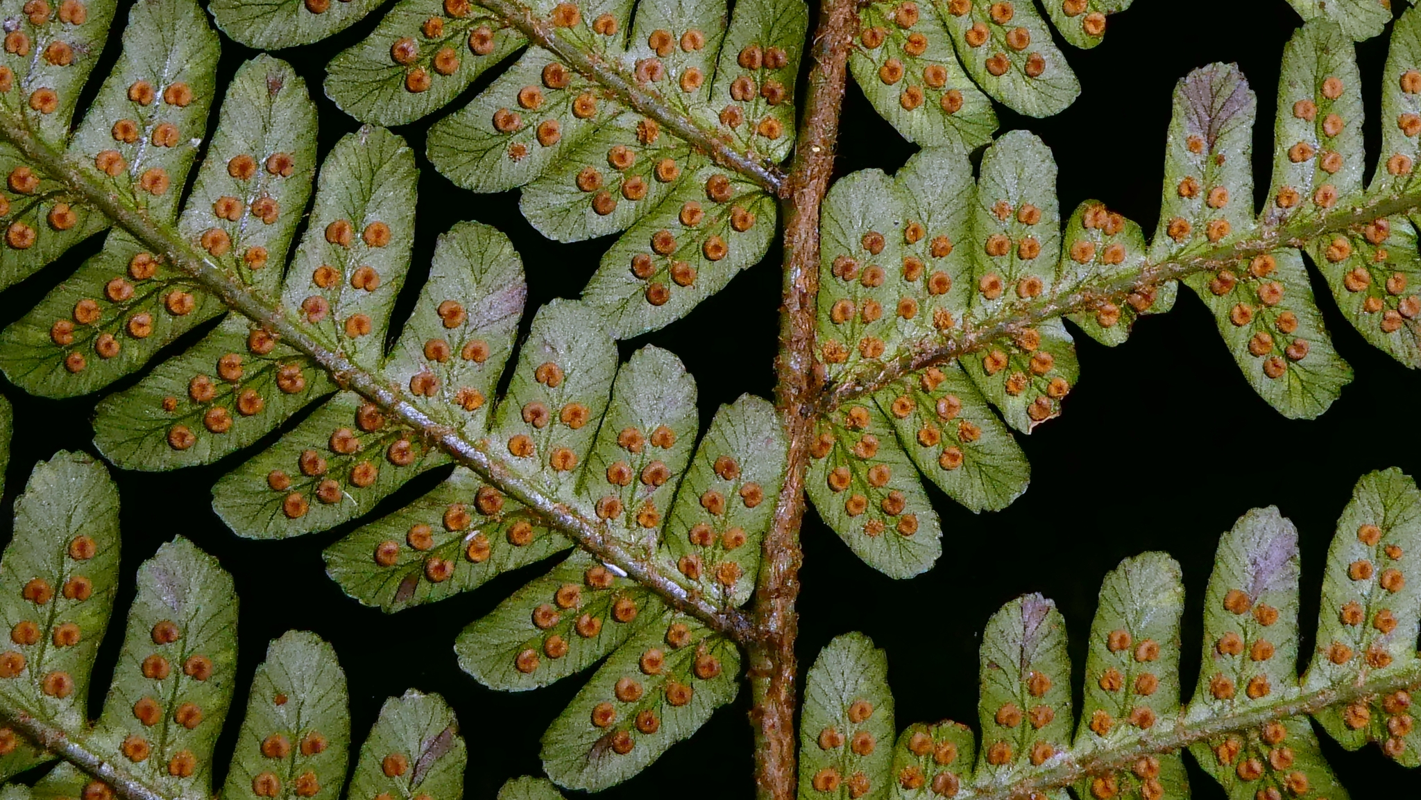 Dryopteris affinis subsp. affinis image