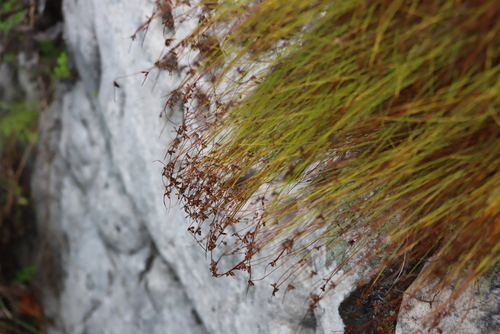 Long Clubrush (Ficinia acuminata)