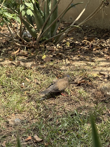 West Peruvian Dove (Zenaida meloda), photo 7