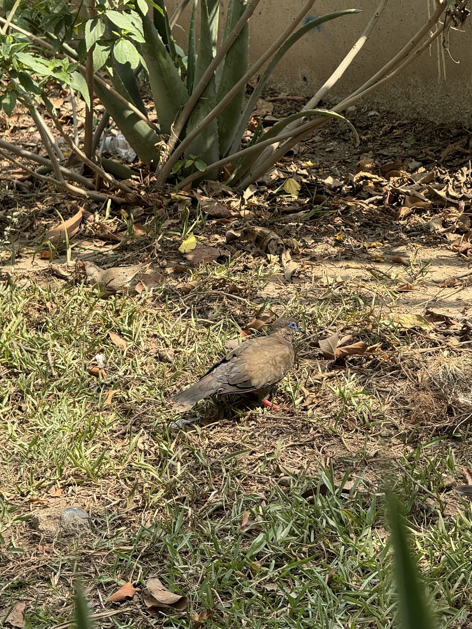 West Peruvian Dove (Zenaida meloda), photo 8