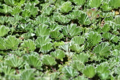 Alchemilla orbiculata