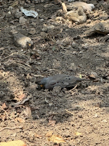 Croaking Ground Dove (Columbina cruziana), photo 4