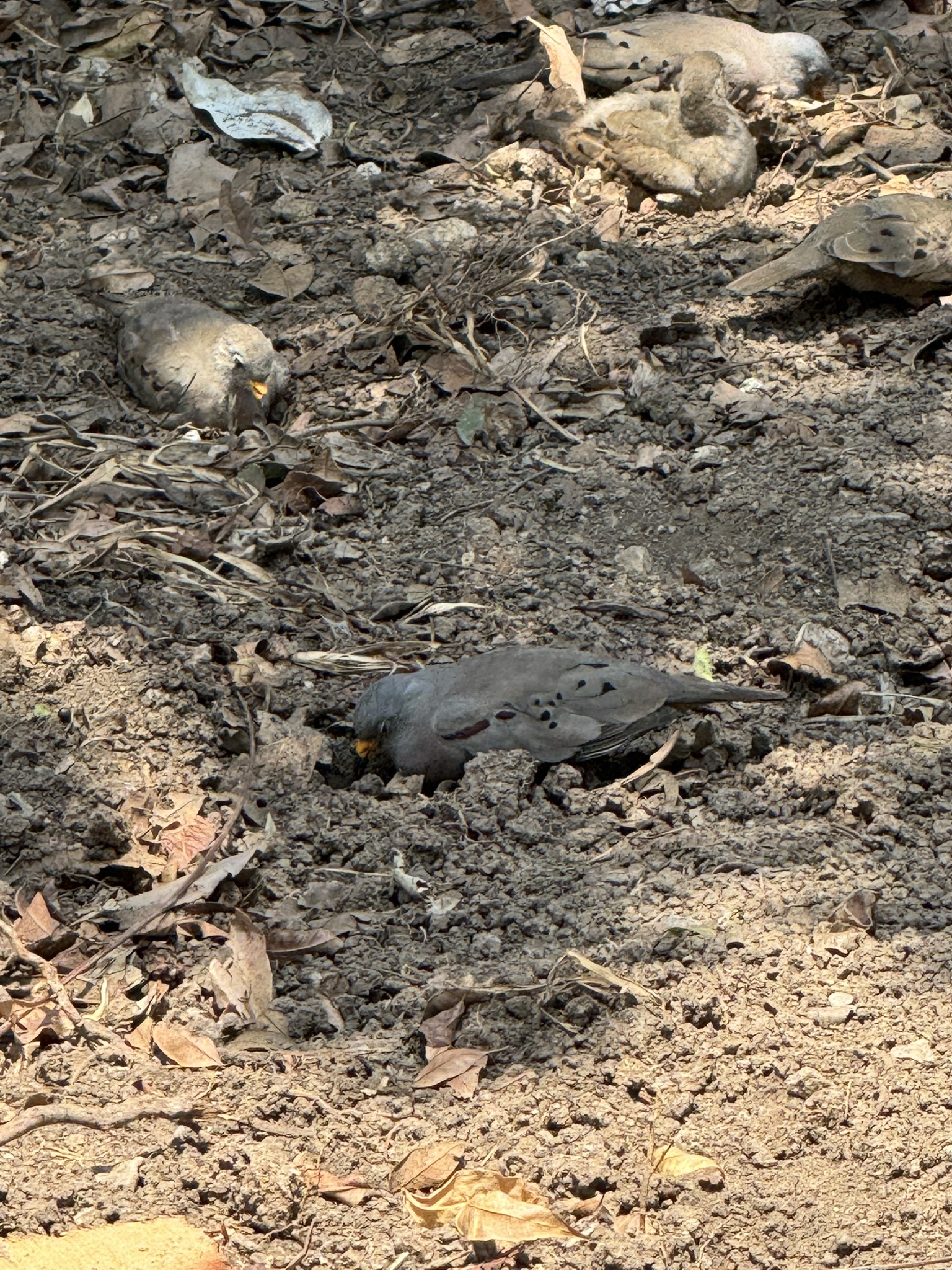 Croaking Ground Dove (Columbina cruziana), photo 9