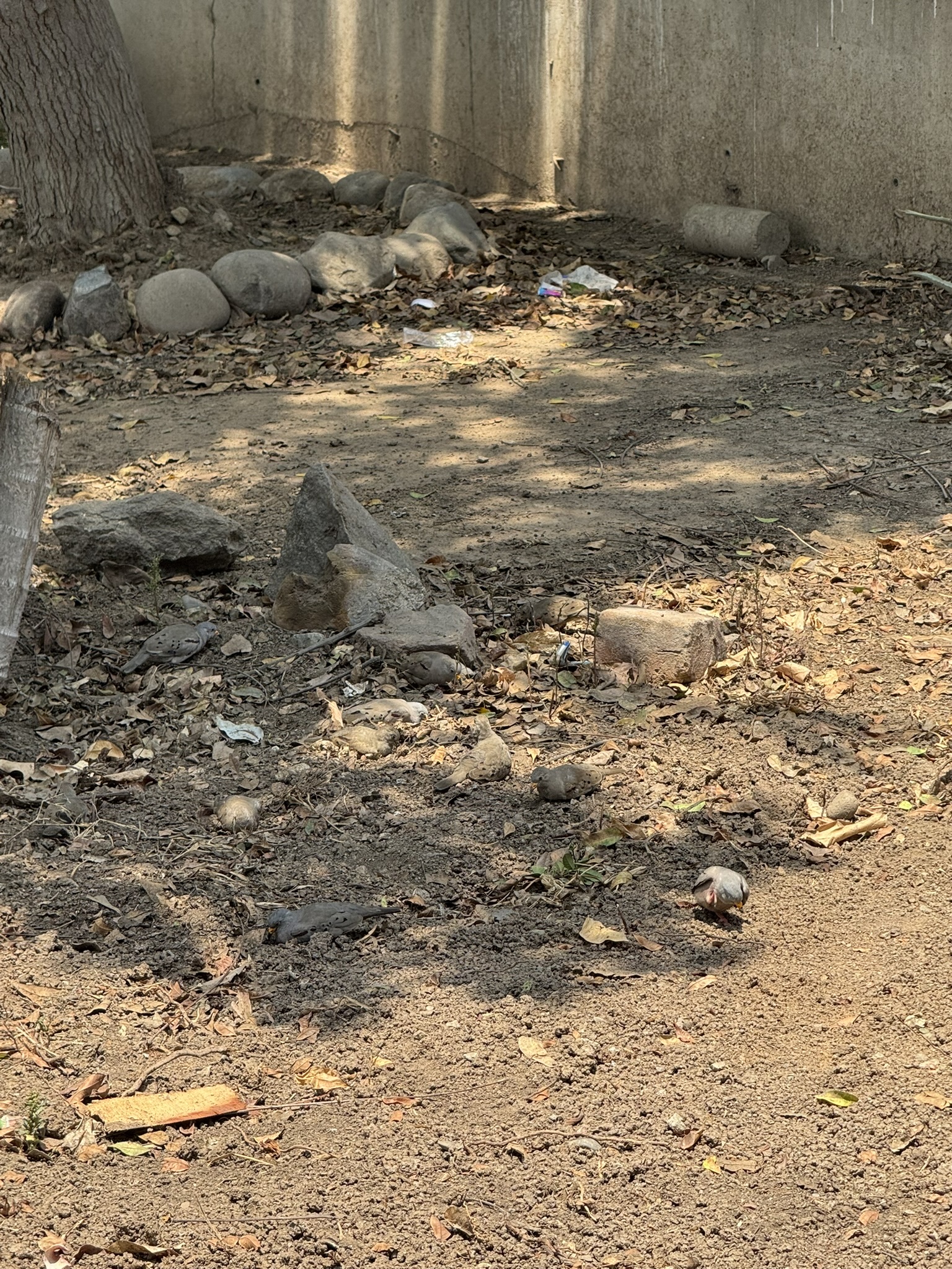Croaking Ground Dove (Columbina cruziana), photo 10