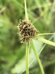 Cyperus teneristolon