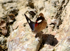 Diaethria bacchis