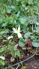 Narcissus triandrus pallidulus