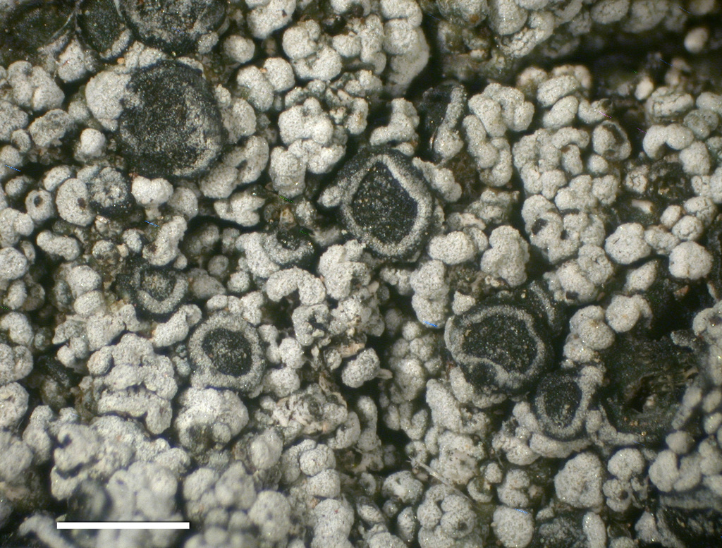Aspicilia papilliformis