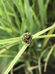Cyperus teneristolon