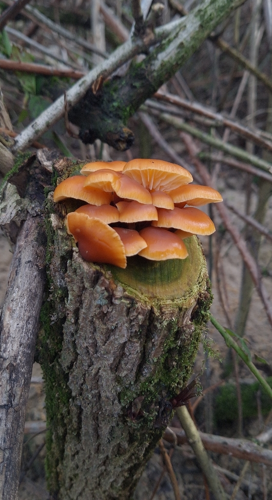 Flammulina · February 2026 · photo: © yellowplant (iNaturalist, cc-by)