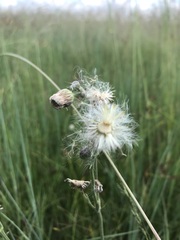 Erigeron primulifolius