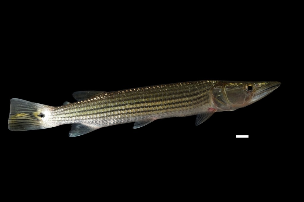 Colombiaanse raketsnoek (Ctenolucius beani) — Ctenoluciidae