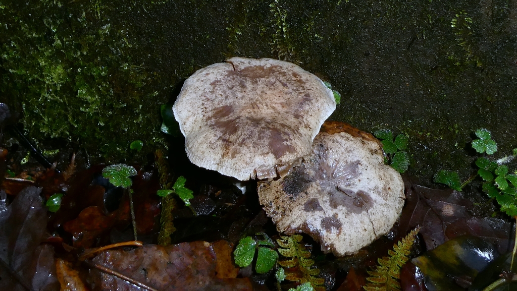 Neolentinus adhaerens