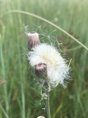 Erigeron primulifolius