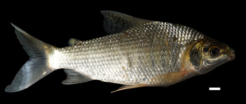 Bocachico (Prochilodus magdalenae) — Prochilodontidae — 5