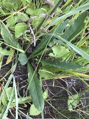 Erigeron primulifolius
