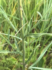 Erigeron primulifolius