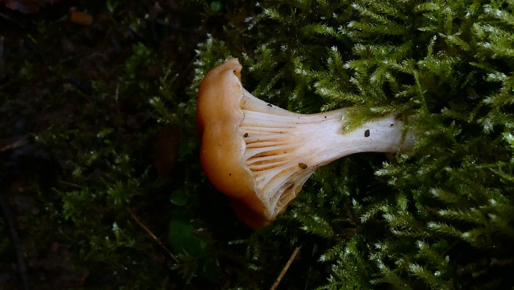 Cuphophyllus pratensis · February 2026 · photo: © patricklm35 (iNaturalist, cc0)