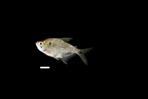 Atrato tetra (Astyanax atratoensis) — Characidae — 4