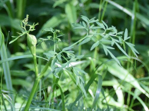 Milk Parsley (Peucedanum palustre)