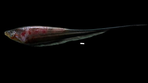 Humboldt's glass knifefish (Eigenmannia humboldtii) — Sternopygidae