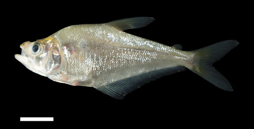 Days glaszalm (Roeboides dayi) — Characidae — 2