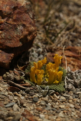 Scrophularia wattii